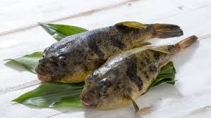 Ikan buntal air tawar atau yang disebut dengan pufferfish merupakan salah satu spesies ikan air tawar yang termasuk sulit untuk dipelihara. Fakta Ikan Buntal Buat Warga Sikka Ntt Keracunan