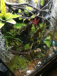 Epingle Par Avakoehrsen Sur Green Tree Python Vivarium Paludarium Animaux Droles Animaux