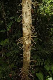 Image result for Macaranga spinosa