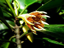 Image result for Bruguiera