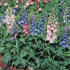 Pin On Divisions 2019