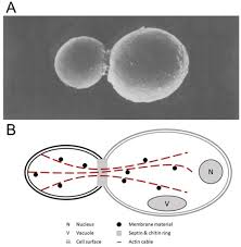 Animal cell walls are composed of chitin. Role Of Combined Cell Membrane And Wall Mechanical Properties Regulated By Polarity Signals In Cell Budding Biorxiv