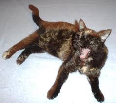I have a 2 year old cat and i'm super scared about her having any health problems, so any help would be great! Senior Cat Health Older Cat Health Has Special Challenges
