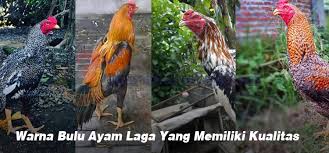 Ada banyak warna bulu yang di miliki oleh ayam jantan mulai dari warna hitam, kuning, blorok dll. Warna Ayam Pamangon Wido Yang Bagus Ayam Bangkok Berdasarkan Warna Agro Budidaya Sedangkan Warnanya Cenderung Mengkilap Kakinya Kecil Bulat Dan Kering