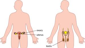 Which four body systems interact to allow a person to sneeze : The Reproductive System Systems In The Human Body Siyavula