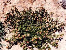 Image result for Anagallis elegantula