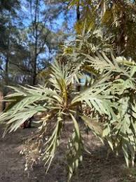 Image result for Bocconia arborea