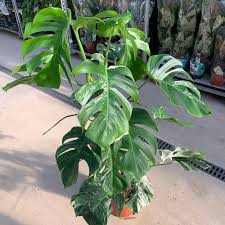 Order succulent plants, cuttings, seeds and more. Buy Swiss Cheese Plant Monstera Deliciosa Variegata Delivery By Waitrose Garden