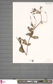 Image result for Diplolophium