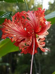 Image result for Hibiscus schizopetalus
