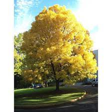 Maybe you would like to learn more about one of these? Ash Tree Planting And Growing Guide Hgtv