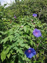 Image result for Ipomoea kituiensis