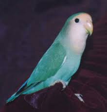 In captivity, a number of startling colour mutations have been. Love Bird Mutations
