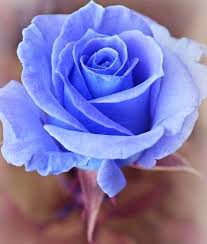 Resultado de imagen para flores