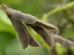 Image result for Rhynchosia