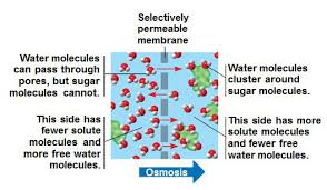 The process by which solutes are moved along a concentration gradient in a solution or across a semipermeable membrane. Https Www Hudson K12 Oh Us Cms Lib Oh01914911 Centricity Domain 1257 Apbionotesunit2water Pdf