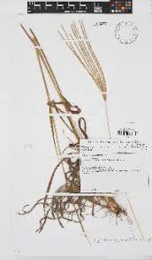 Image result for Digitaria milanjiana