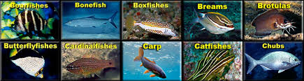 fishes index