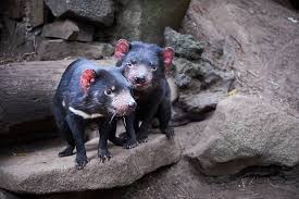 Tasmanian Devil Unzoo – The best unzoo in the world
