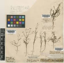 Image result for Kohautia aspera