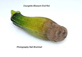 Secondary diseases or mold can also form on the affected areas, overtaking the entire fruit. Courgette Blossom End Rot Completegarden S Weblog