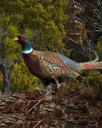 Pheasant Ridge Farm Pheasant Autumn Fall Ring Necked Pheasant Pet Birds Bird Hunting