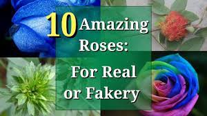 Check out inspiring examples of rainbow_flower artwork on deviantart, and get inspired by our community of talented artists. Is This Rose For Real Or Is It Fake Blue Rose Rainbow Rose Youtube