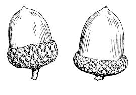 Dibujo Para Colorear Bellota Dibujos Para Imprimir Gratis Img 15694 Páginas para imprimir y colorear gratis de una gran variedad de temas, que puedes imprimir y colorear. dibujo para colorear bellota dibujos
