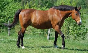 Black And Brown Spotted Horse Bay Horse Coat Color Modifier Bay Horse Horses Warmblood Horses