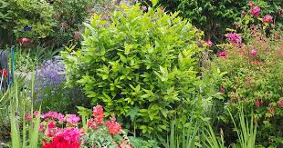 Indian laurel handsome punnaga tree. How To Grow And Care For Bay Laurel Trees Gardener S Path