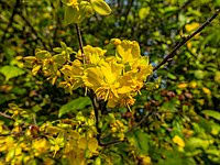 Image result for Ochna richardsiae