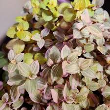 Image result for Callisia