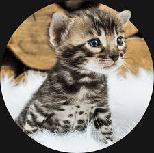 Tica registered bengal kittens for sale in connecticut. Bengal Cat Adoption Process Wild Sweet Bengals