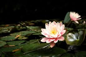 Check spelling or type a new query. Wanita Asal Cina Ini Lahap Menyantap Makanan Dengan Bahan Tak Biasa Buktikan Sendiri Khasiat Akar Hingga Biji Teratai Semua Halaman Nakita