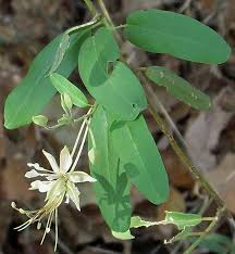 Image result for Cadaba