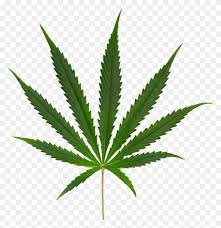 Cannabis Png Images Free Download Weed Png Stunning Free Transparent Png Clipart Images Free Download Weed png cliparts, all these png images has no background, free & unlimited downloads. cannabis png images free download