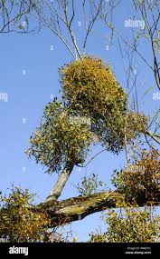 Image result for Viscaceae