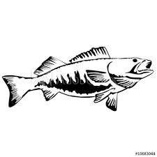 Download 32 Free Walleye Svg Gif Free Svg Files Silhouette And Cricut Cutting Files