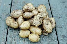 Image result for Solanum tuberosum