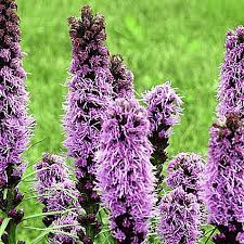 Marsh Blazing Star Seeds Liatris Spicata Blazing Star Wildflower Seeds Liatris Wild Flowers