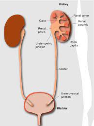 Anatomy And Function Of The Urinary System Kidneystoners Org