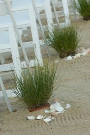 Beach Grass For Aisle At Beach Wedding Beach Wedding Aisles Beautiful Beach Wedding Reception Beach Wedding Decorations Reception
