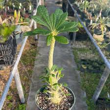 Image result for Dorstenia