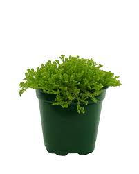 Image result for Selaginella kalbreyeri