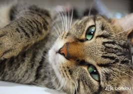Make the water appealing for cats to drink. My Cat Does Not Drink Water Or Eat Much He Only Barkibu Us