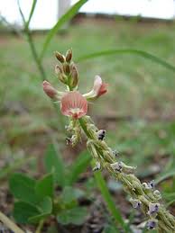 Image result for Indigofera ischnoclada