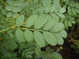 Image result for Indigofera garckeana