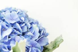 It's because roots absorb higher level of aluminum. Hydrangeas And Their Different Meanings Toronto Bulk Flowers