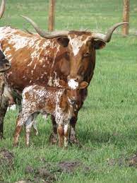 A Tribute To Mothers With Apologies Longhorn Cattle Longhorn Cow Cow