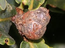 Image result for Cola natalensis